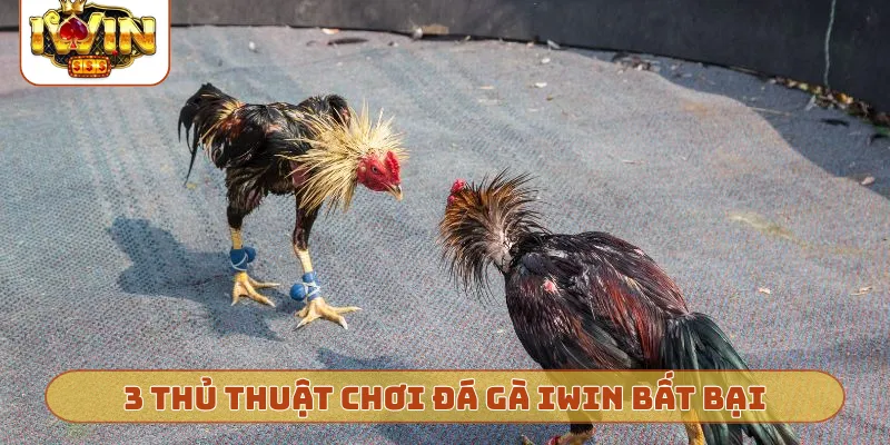 3 thủ thuật chơi đá gà iWin bất bại