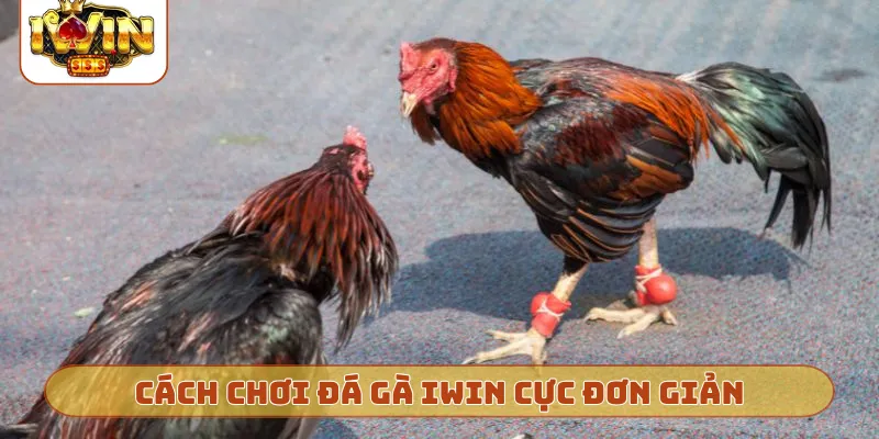 Cách chơi đá gà iWin cực đơn giản