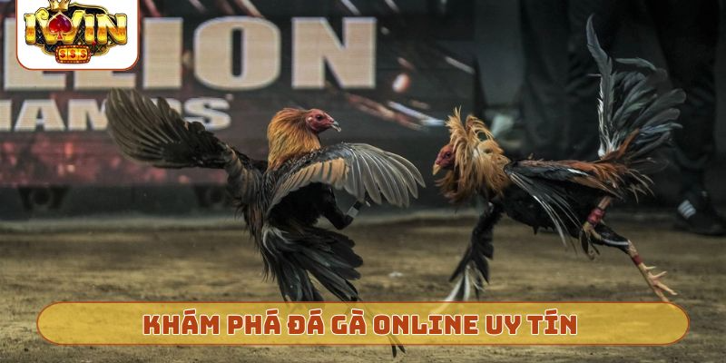 Khám phá đá gà online uy tín