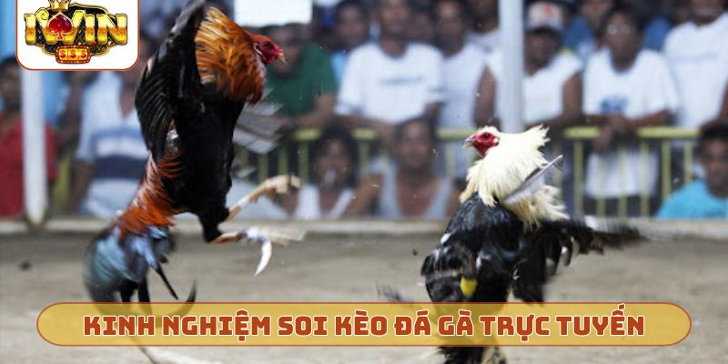Kinh nghiệm soi kèo đá gà trực tuyến